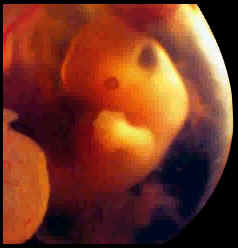 مراحل الحمل و تطور الجنين صور 211