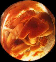 مراحل الحمل و تطور الجنين صور 213