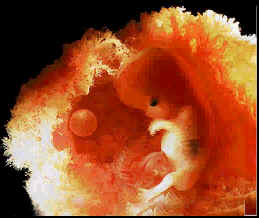 مراحل الحمل و تطور الجنين صور 413