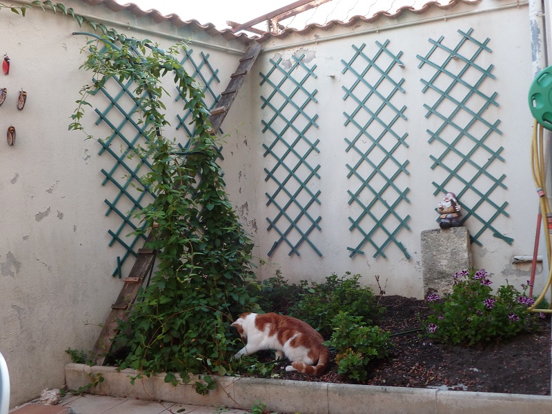  BALOU, européen roux tabby et blanc, 4 ans , M - Page 2 P1080411