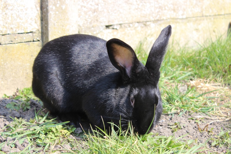 ADOPTE Edenne belle lapine noire grand gabarit (association Poil de Carotte) 59 Img_8210