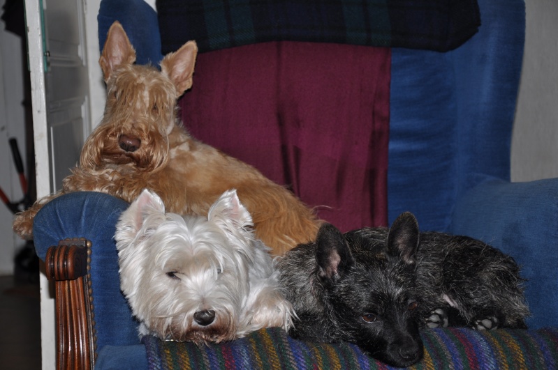 FUSCHIA type Croisé cairn terrier de 2 ans  - Page 13 Nikon010