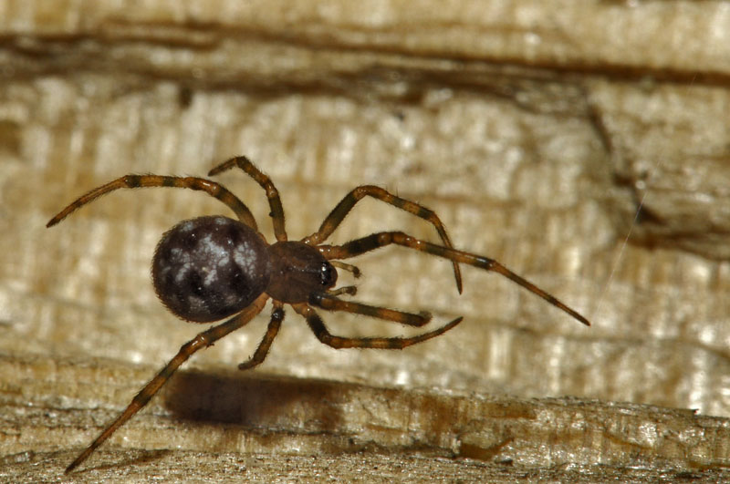 Identification araignée _leu2810