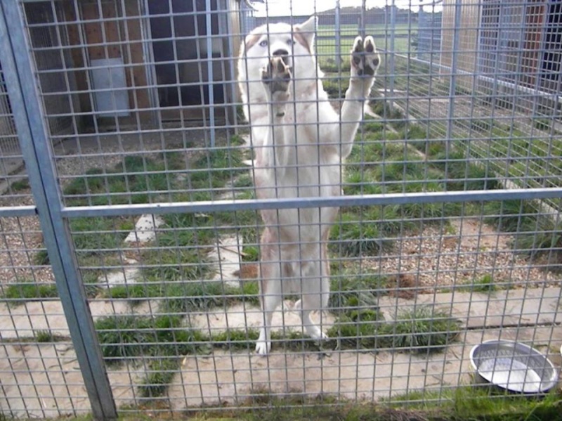 Elliot Sibérian Husky mâle saisie d'élevage LOF en RP ADOPTE 15111010