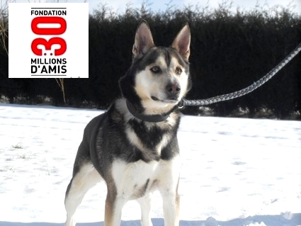 HUGO husky male dynamique  12 ANS  REF (14) ADOPTE Image_10