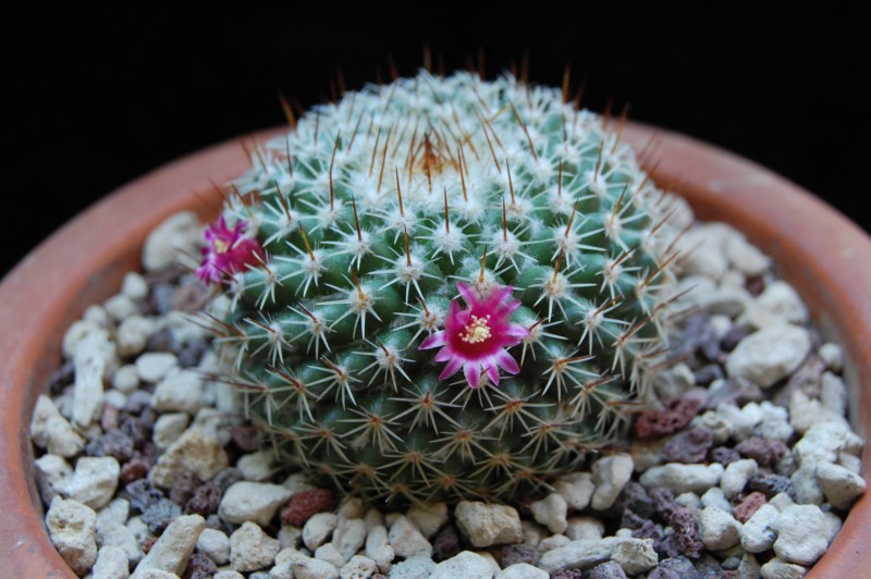 Mammillaria albilanata 6087-210