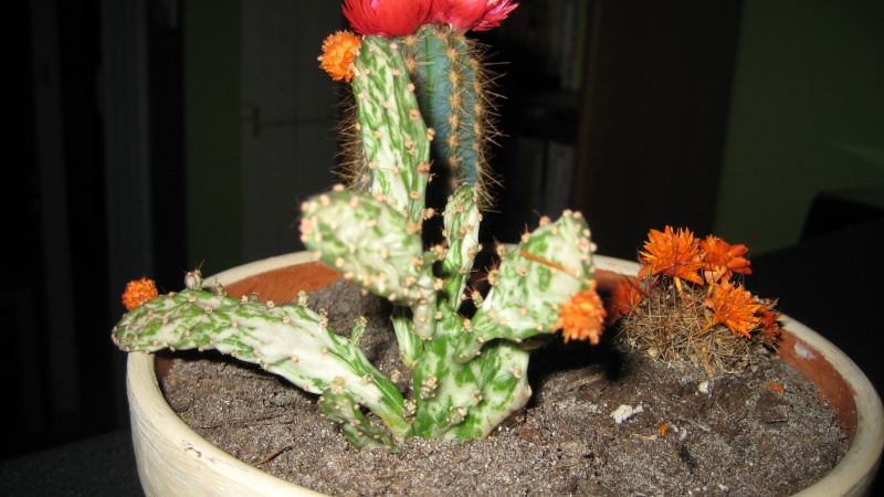 Les cactus Img_0010