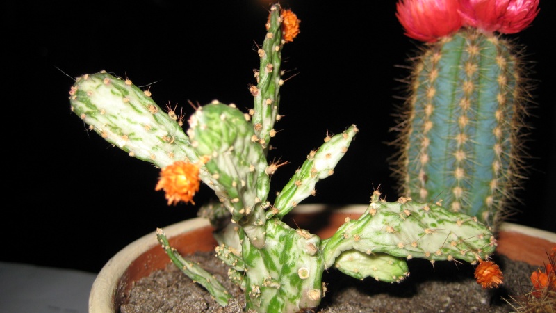 Les cactus Img_0011