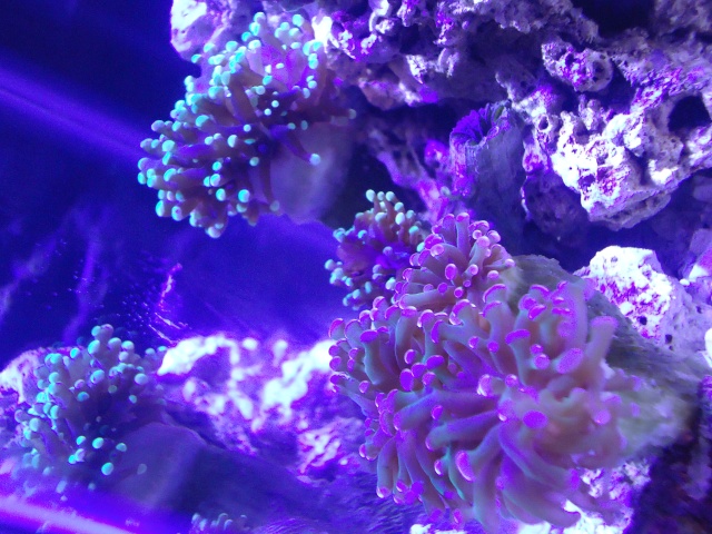  Alks 5.5 Ghettotope (New pix of maroon clown and new corals on page 12) - Page 4 Dsc00613