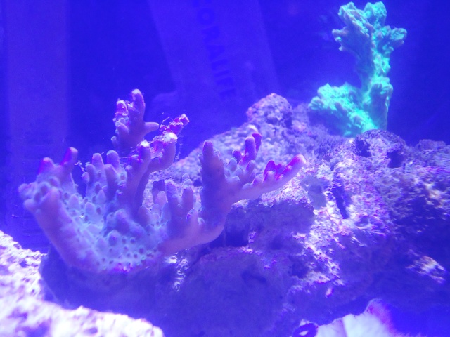  Alks 5.5 Ghettotope (New pix of maroon clown and new corals on page 12) - Page 5 Dsc00715