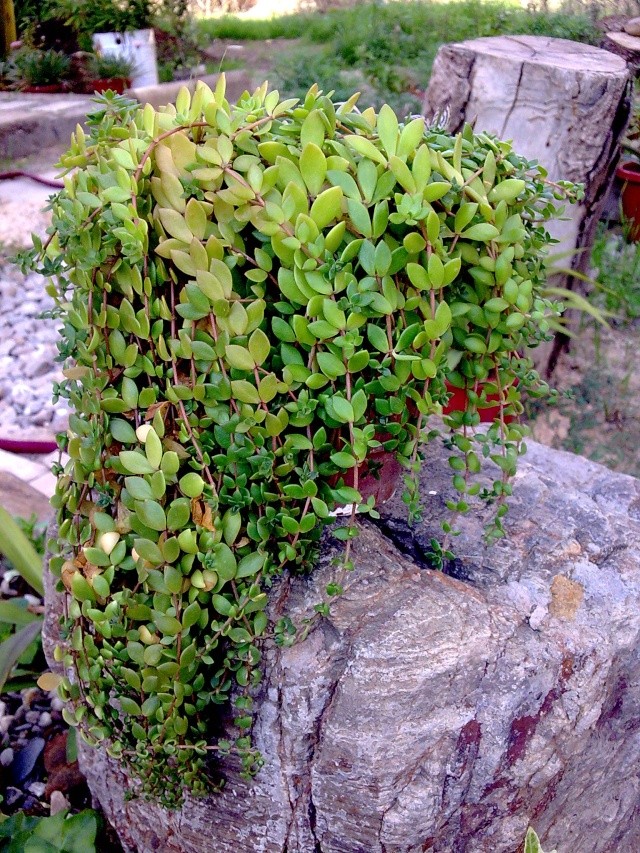 Floraisons de succulentes et cactées - Page 3 1-disc10