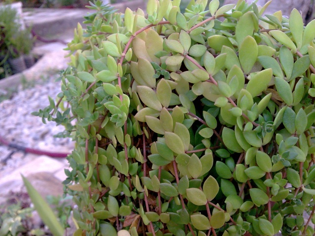 Floraisons de succulentes et cactées - Page 3 2-disc10