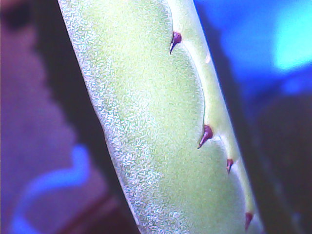 Petite Agave Agav410