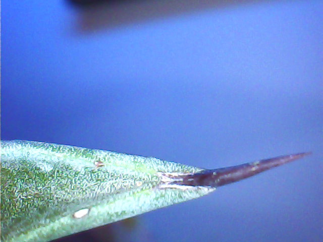 Petite Agave Agav710