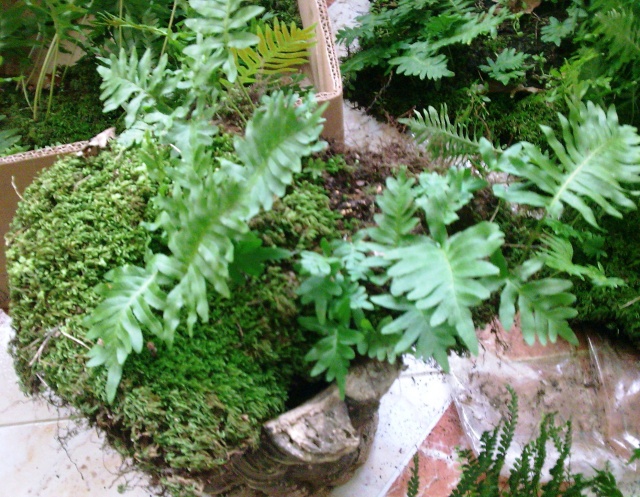 fougères - Comment planter nos fougères Polypo12