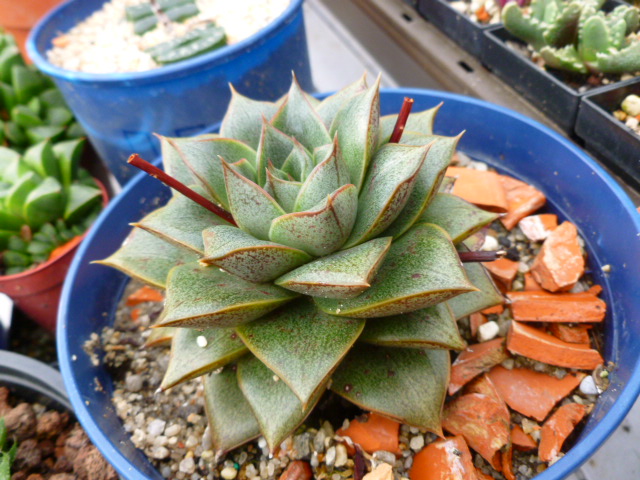 Aloe, Haworthia & Co in 2013 - Seite 3 P1010524