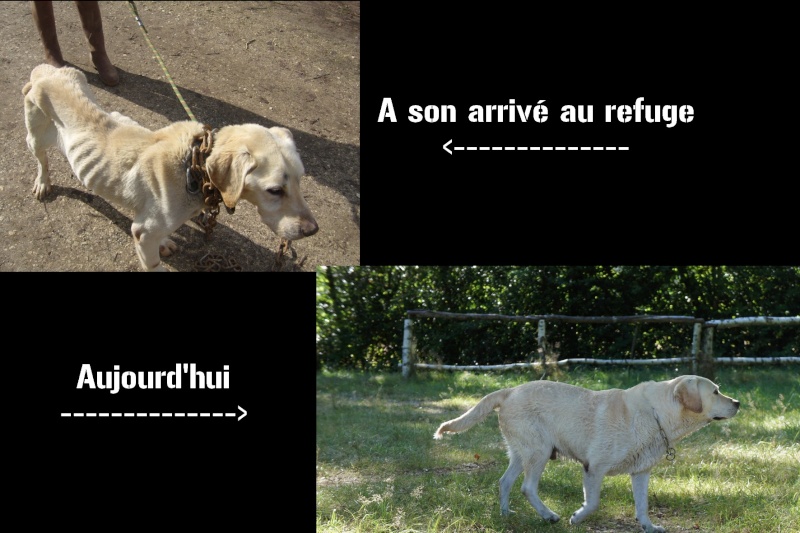 Urgent - URTONE - labrador maltraité 8 ans (chaine de 4 kgs et affamé) - Refuge de l'Angoumois Mornac (16) Avant_10