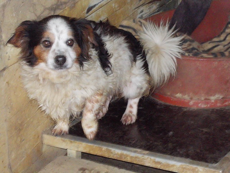 MC - Peke Snoopy Peques10