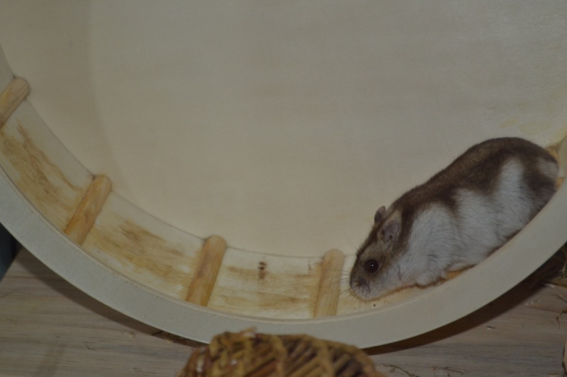 Concours hamster dans leur roue (2013) Sayali10