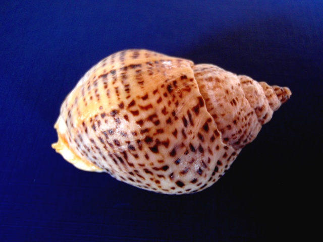 Cominella adspersa - (Bruguière, 1789) P2080013