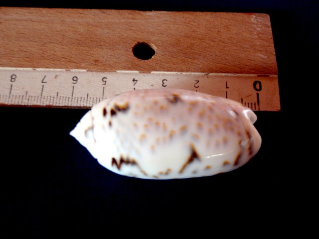 Miniaceoliva caerulea ponderi (Petuch & Sargent, 1986) P2230010