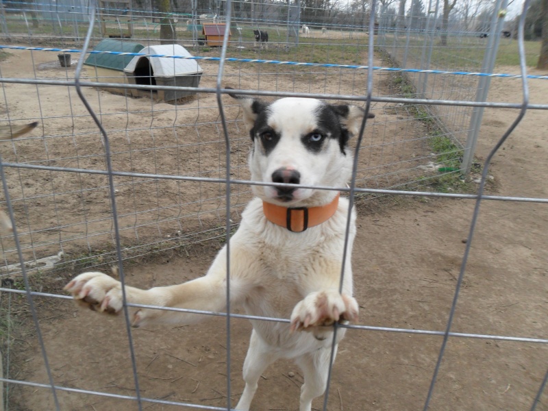 Sauvetage de 7 type Husky chiots Asso 26.RESTE HORCA A LADOPTION - Page 3 Halona10