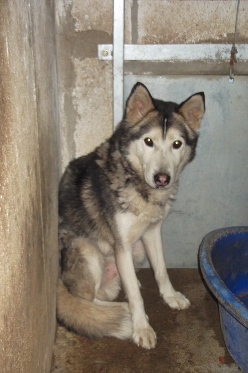  Husky mâle 5/6 ans à confirmer béthune(62) Husky_10