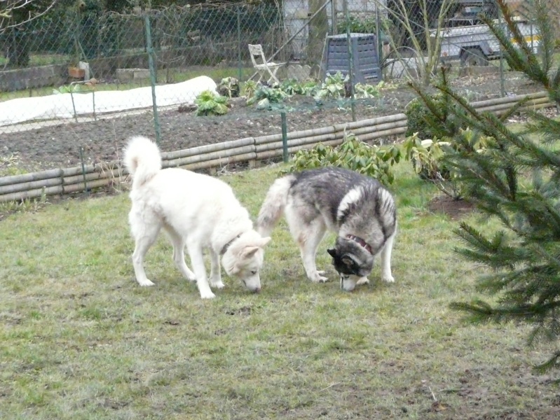  SOS pour 7 huskys de 7 à 11ans - Page 2 P1080010