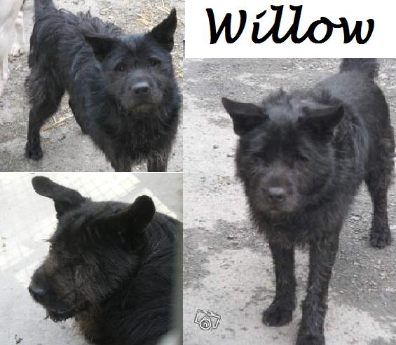chow - WILLOW adorable mâle x chow chow 8 ans FAM (59)ADOPTE Willow10