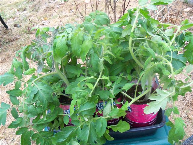 Earliest Tomato experiment. 04-09-11