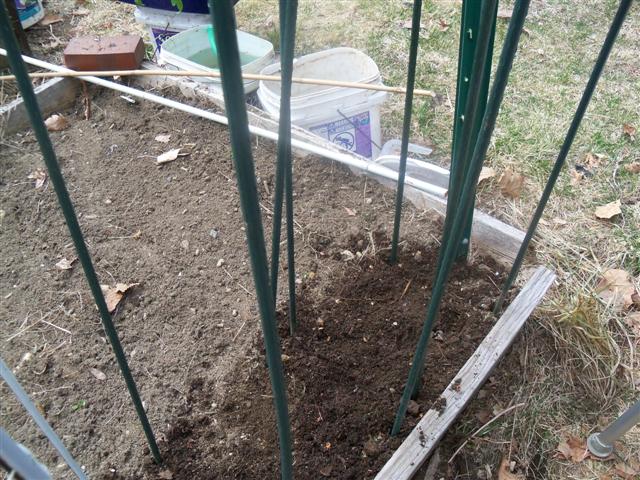 Earliest Tomato experiment. 04-16-10