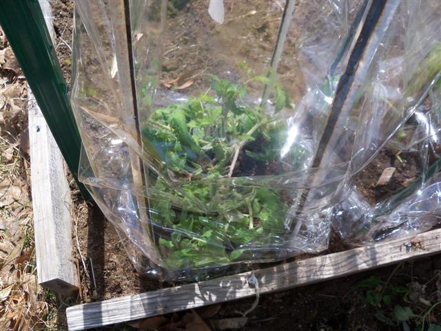 Earliest Tomato experiment. 04-16-12