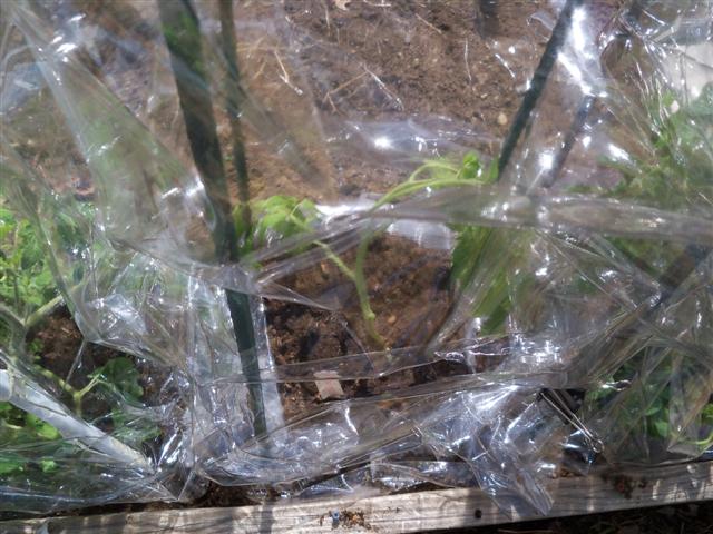 Earliest Tomato experiment. 04-16-13