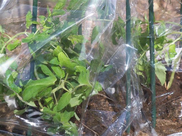 Earliest Tomato experiment. 04-16-14