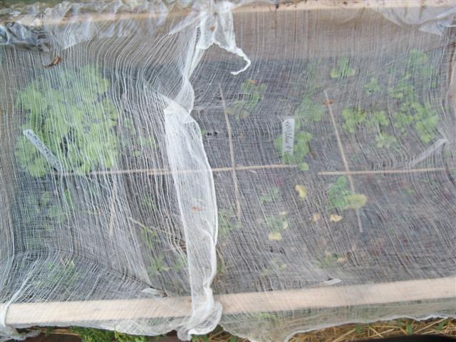 Starting Seeds for 2012/When to Move to Cold Frame? 06-07-10