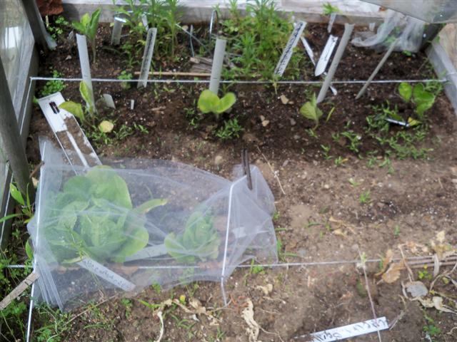 Greenhouse frame for your SFG 06-28-11