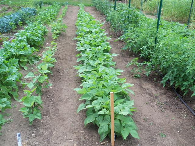 My first Seedlings. 07-18-10