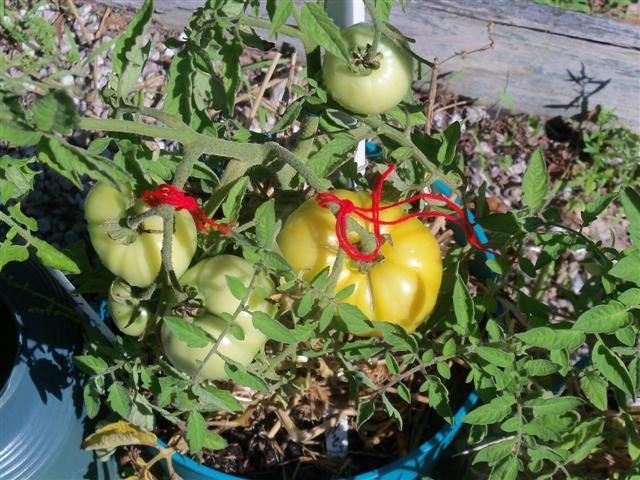 Better Bush Hybird Tomatoes! 07-30-13