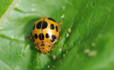 Bugs, Good or Bad? Bugs_s10
