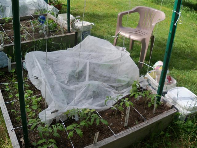 cabbage pest?? Row_co12