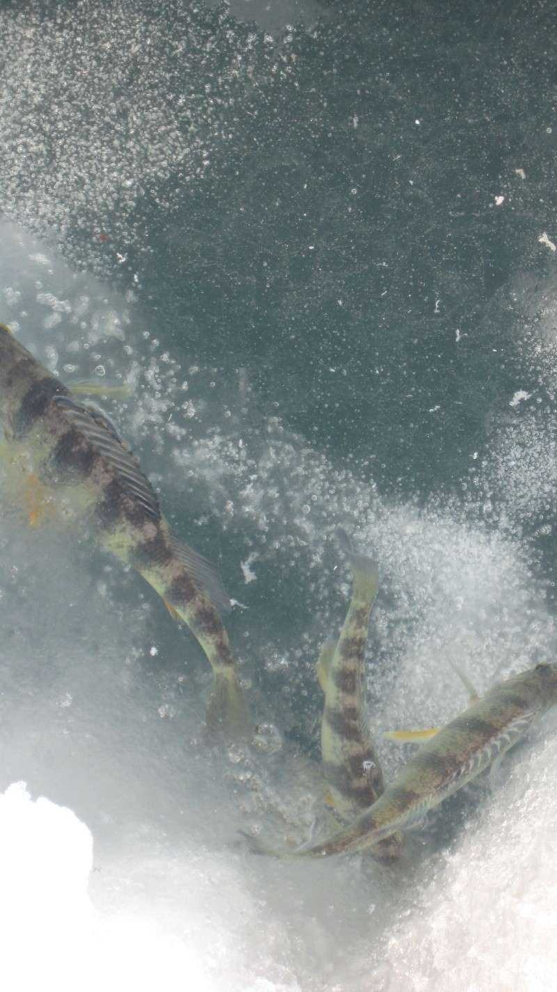 des poisson a la peche a la bouteille Img_8014