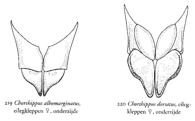 Chorthippus dorsatus ou pas? [Chorthippus dorsatus] Dors210