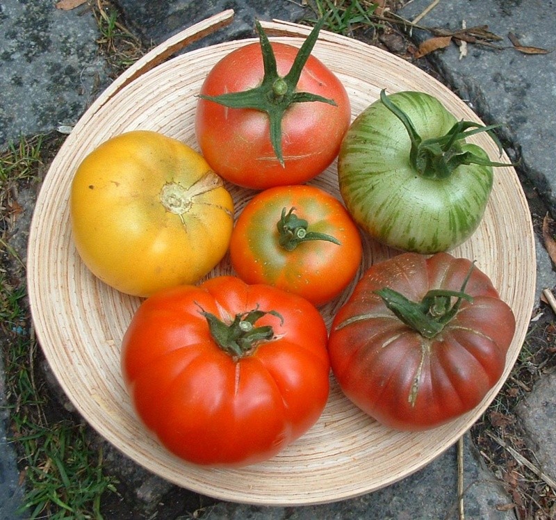echanges graines de tomates Tomate10