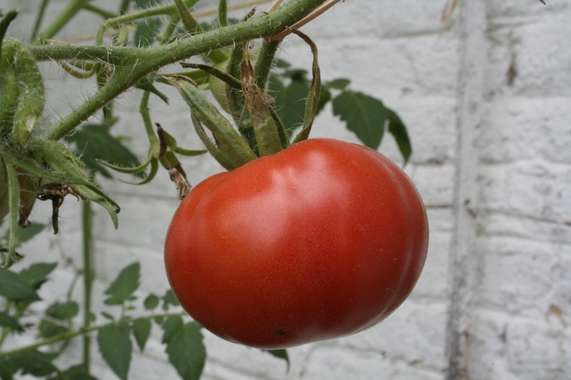 echanges graines de tomates Triomp10