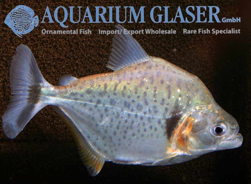 Aquarium Glaser-GmbH - Page 7 29112410