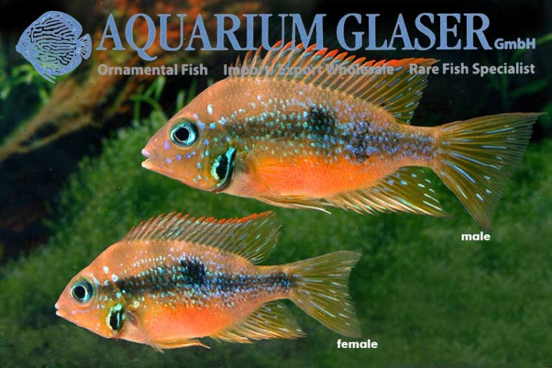 Aquarium Glaser-GmbH - Page 7 59521011