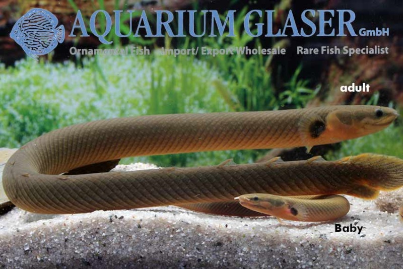 Aquarium Glaser-GmbH - Page 7 Ang310