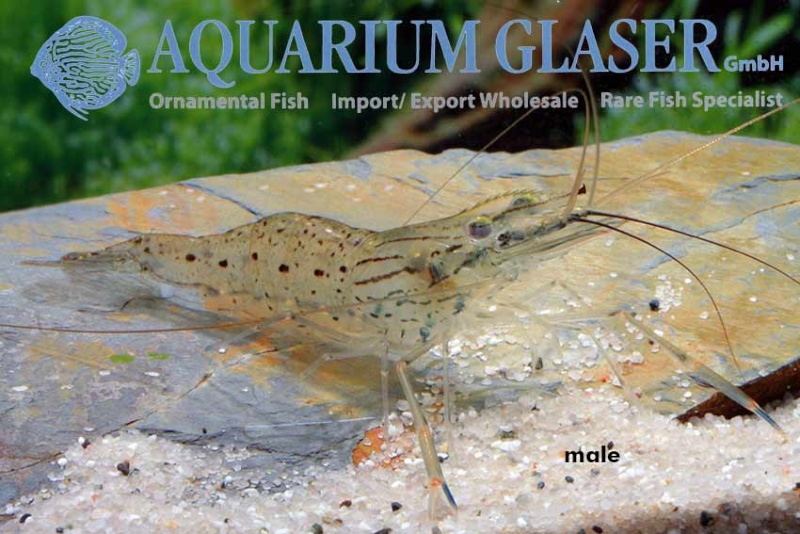 Aquarium Glaser-GmbH - Page 7 Macro10