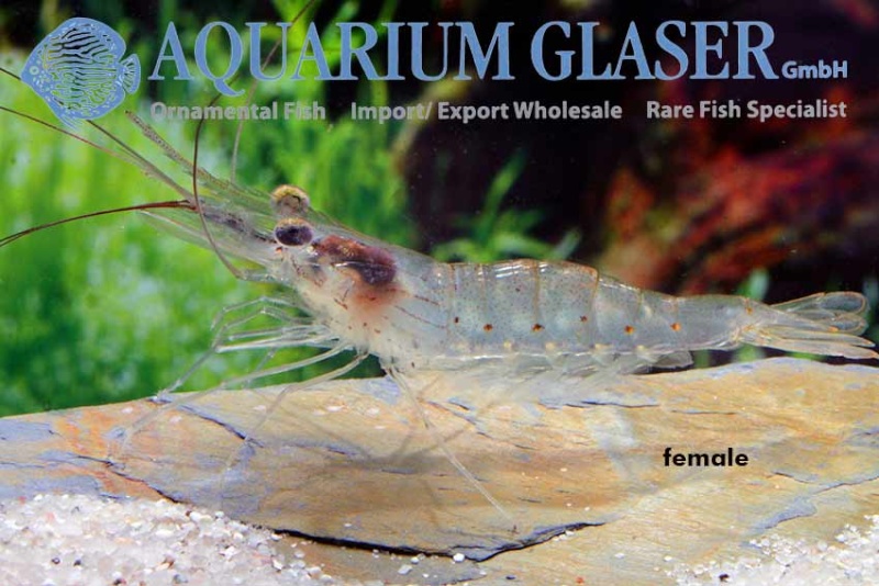 Aquarium Glaser-GmbH - Page 7 Macro110