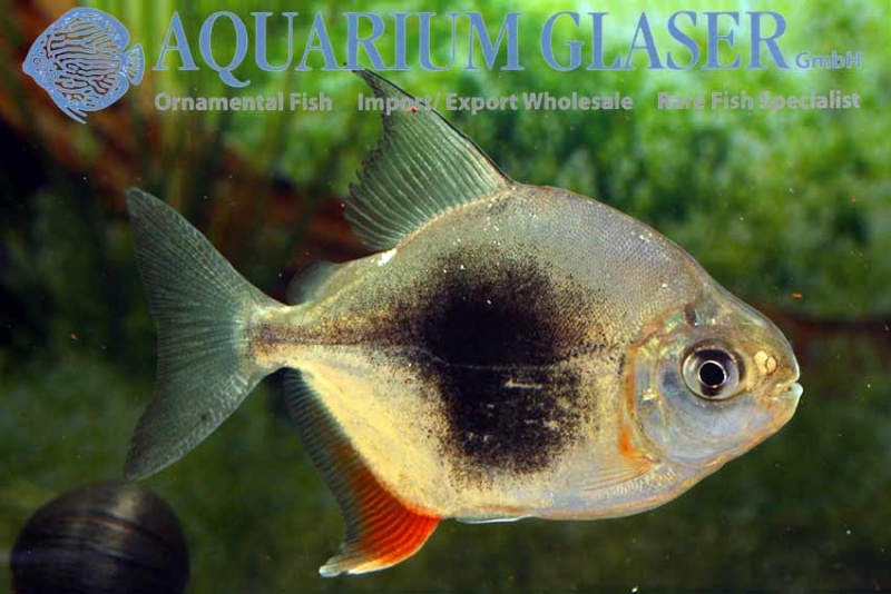 Aquarium Glaser-GmbH - Page 7 Myleus10